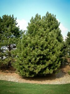 Сосна Чёрная (Pinus Nigra) купить по цене от 270.00р. в интернет-магазине «Посадика» с доставкой почтой в в Рязани и по всей России – [изображение №1].