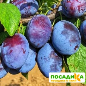 Слива Чачакская ранняя купить по цене от 229.00р. в интернет-магазине «Посадика» с доставкой почтой в в Рязани и по всей России – [изображение №1].