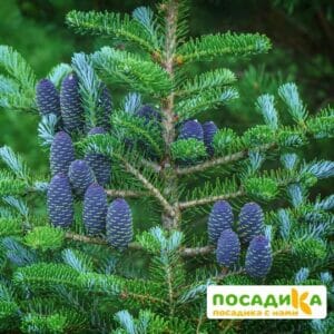 Пихта корейская (Abies koreana) купить по цене от 450.00р. в интернет-магазине «Посадика» с доставкой почтой в в Рязани и по всей России – [изображение №1].