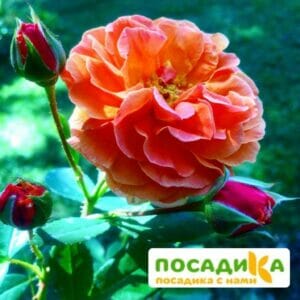 Роза Арабия купить по цене от 350.00р. в интернет-магазине «Посадика» с доставкой почтой в в Рязани и по всей России – [изображение №1].