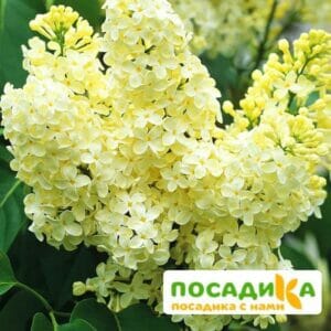 Сирень Примроуз (Primrose) купить по цене от 529.00р. в интернет-магазине «Посадика» с доставкой почтой в в Рязани и по всей России – [изображение №1].