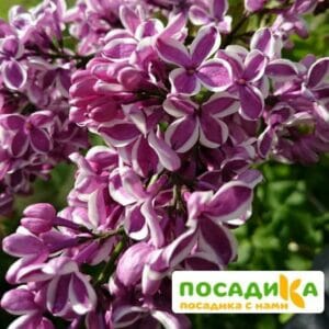 Сирень Сенсация купить по цене от 529.00р. в интернет-магазине «Посадика» с доставкой почтой в в Рязани и по всей России – [изображение №1].