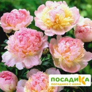 Пион Распберри Сандей (Paeonia Raspberry Sundae) купить по цене от 959р. в интернет-магазине «Посадика» с доставкой почтой в в Рязани и по всей России – [изображение №1].