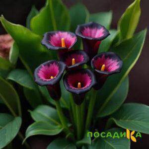 Калла Аура Лейс купить по цене от 400р. в интернет-магазине «Посадика» с доставкой почтой в в Рязани и по всей России – [изображение №1].