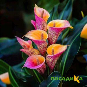 Калла Оникс купить по цене от 450р. в интернет-магазине «Посадика» с доставкой почтой в в Рязани и по всей России – [изображение №1].