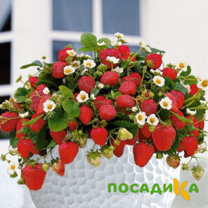Клубника Рубиновый Шепот (горшечная) купить по цене от 240р. в интернет-магазине «Посадика» с доставкой почтой в в Рязани и по всей России – [изображение №1].