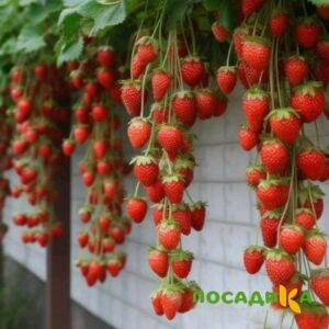 Клубника вьющаяся Комплимент купить по цене от 470р. в интернет-магазине «Посадика» с доставкой почтой в в Рязани и по всей России – [изображение №1].
