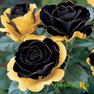 Роза Ханни Сикл купить по цене от 700р. в интернет-магазине «Посадика» с доставкой почтой в в Рязани и по всей России – [изображение №1].