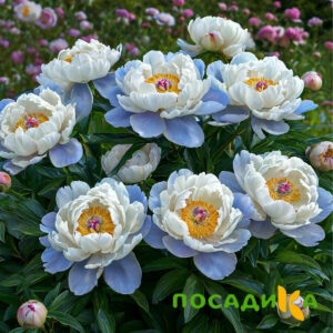 Пион акварельный Этюд купить по цене от 806р. в интернет-магазине «Посадика» с доставкой почтой в в Рязани и по всей России – [изображение №1].
