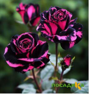 Роза Багровый Шепот купить по цене от 366р. в интернет-магазине «Посадика» с доставкой почтой в в Рязани и по всей России – [изображение №1].