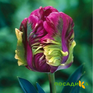 Тюльпан Экзотик Хэвен купить по цене от 186р. в интернет-магазине «Посадика» с доставкой почтой в в Рязани и по всей России – [изображение №1].