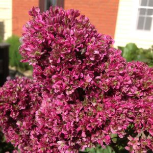 Флокс Филингс купить по цене от 329р. в интернет-магазине «Посадика» с доставкой почтой в в Рязани и по всей России – [изображение №1].