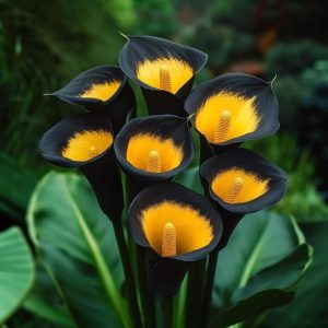 Калла Легато купить по цене от 620р. в интернет-магазине «Посадика» с доставкой почтой в в Рязани и по всей России – [изображение №1].