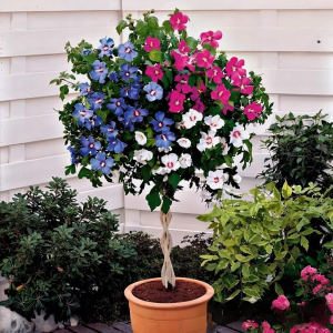 Гибискус-Дерево Триколор купить по цене от 289р. в интернет-магазине «Посадика» с доставкой почтой в в Рязани и по всей России – [изображение №1].