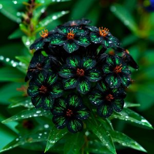 Флокс Ривьера купить по цене от 299р. в интернет-магазине «Посадика» с доставкой почтой в в Рязани и по всей России – [изображение №1].