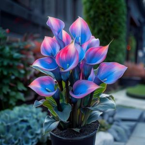 Калла Импрессия купить по цене от 590р. в интернет-магазине «Посадика» с доставкой почтой в в Рязани и по всей России – [изображение №1].