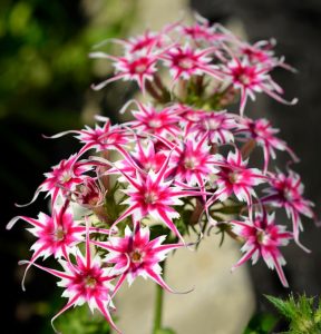 Флокс Метельчатый Путь купить по цене от 456р. в интернет-магазине «Посадика» с доставкой почтой в в Рязани и по всей России – [изображение №1].