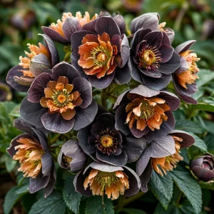 Морозник Блум Айс купить по цене от 499р. в интернет-магазине «Посадика» с доставкой почтой в в Рязани и по всей России – [изображение №1].