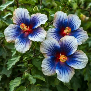 Гибискус Илюжн Вилью купить по цене от 259р. в интернет-магазине «Посадика» с доставкой почтой в в Рязани и по всей России – [изображение №1].