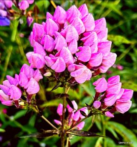 Флокс Бутоник купить по цене от 461р. в интернет-магазине «Посадика» с доставкой почтой в в Рязани и по всей России – [изображение №1].