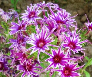 Флокс Звездное Кружево купить по цене от 361р. в интернет-магазине «Посадика» с доставкой почтой в в Рязани и по всей России – [изображение №1].