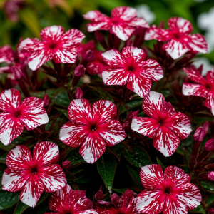 Флокс Ливер Гриммер купить по цене от 590р. в интернет-магазине «Посадика» с доставкой почтой в в Рязани и по всей России – [изображение №1].