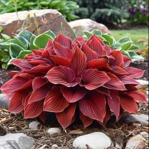 Хоста Рэд Эйнджл купить по цене от 549р. в интернет-магазине «Посадика» с доставкой почтой в в Рязани и по всей России – [изображение №1].