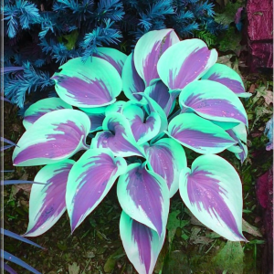 Хоста Висперин Бьюти купить по цене от 379р. в интернет-магазине «Посадика» с доставкой почтой в в Рязани и по всей России – [изображение №1].